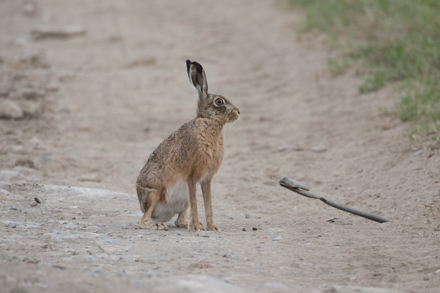 Hare, Haddockstones