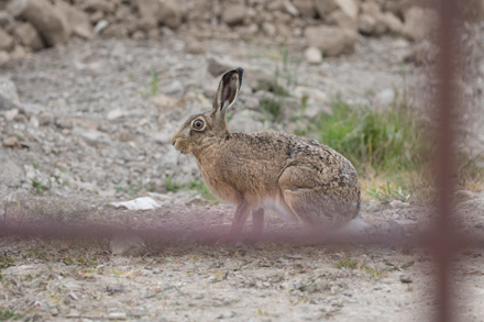 Hare, Haddockstones