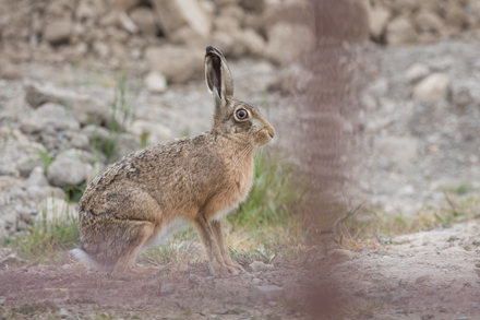 Hare, Haddockstones