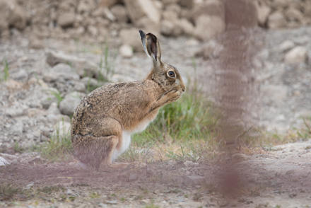 Hare, Haddockstones