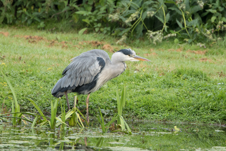 Heron, High Batts