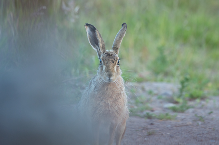 Hare, Haddockstones