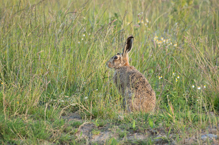 Hare, Haddockstones