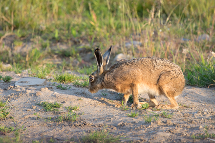 Hare, Haddockstones