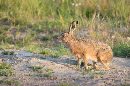 Hare, Haddockstones