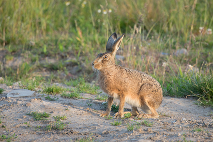 Hare, Haddockstones