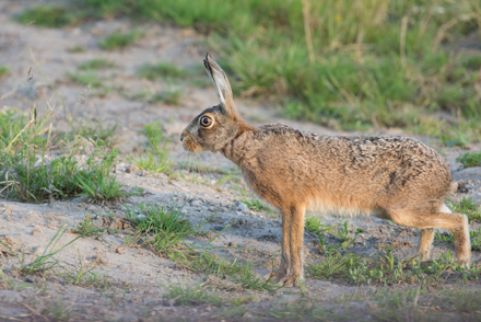 Hare, Haddockstones