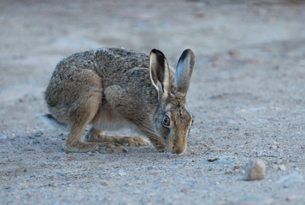 Hare, Haddockstones