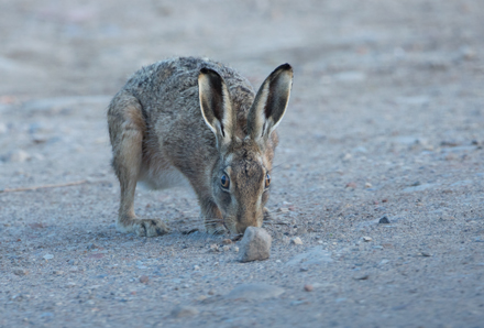 Hare, Haddockstones