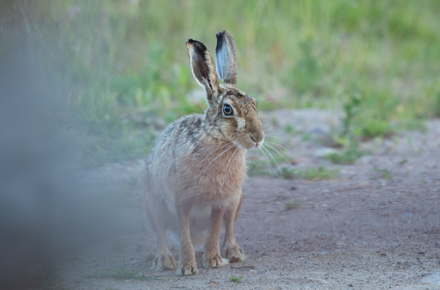 Hare, Haddockstones