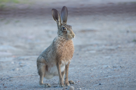 Hare, Haddockstones
