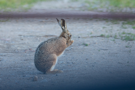 Hare, Haddockstones