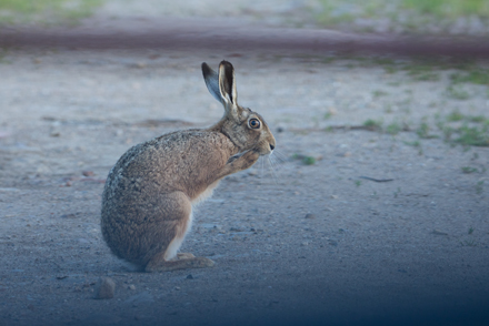 Hare, Haddockstones