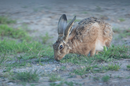 Hare, Haddockstones
