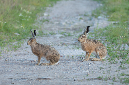 Hare, Haddockstones