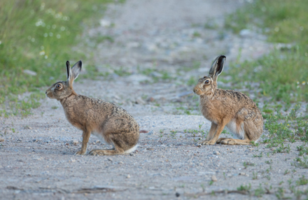 Hare, Haddockstones