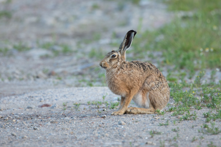 Hare, Haddockstones