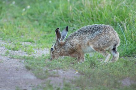 Hare, Haddockstones
