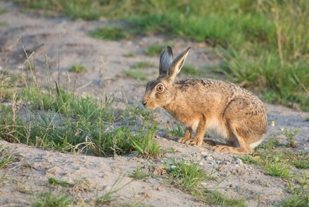 Hare, Haddockstones