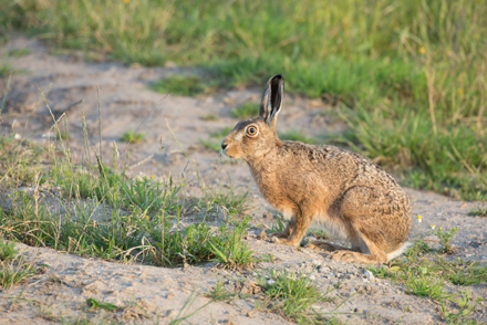 Hare, Haddockstones