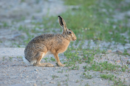 Hare, Haddockstones
