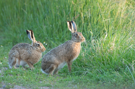 Hare, Haddockstones