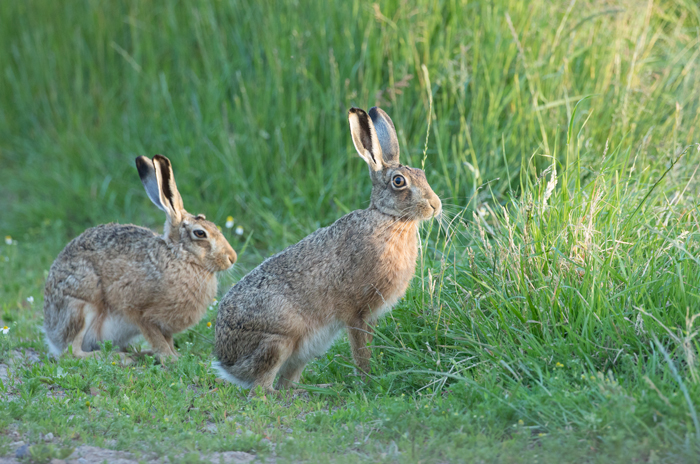 Hare, Haddockstones