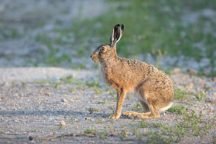 Hare, Haddockstones