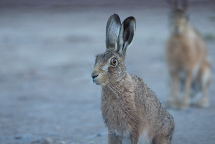Hare, Haddockstones