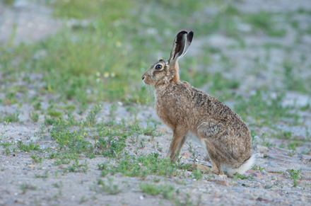 Hare, Haddockstones