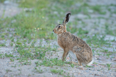 Hare, Haddockstones