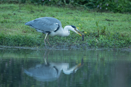 Heron, High Batts