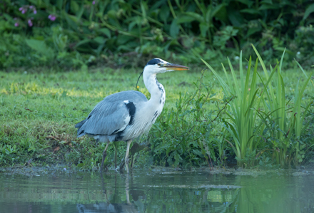 Heron, High Batts