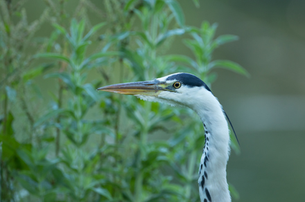 Heron, High Batts