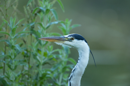 Heron, High Batts