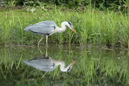 Heron, High Batts