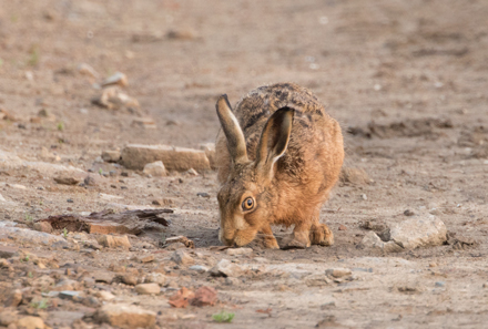 Brown Hare, Haddockstones