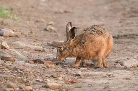 Brown Hare, Haddockstones