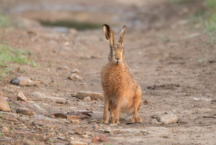 Brown Hare, Haddockstones
