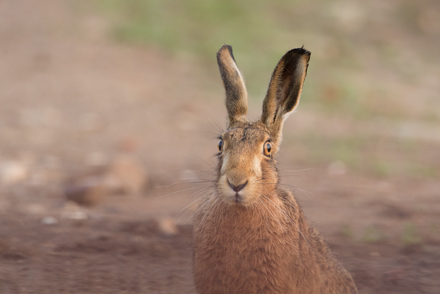 Brown Hare, Haddockstones