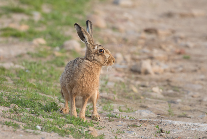 Brown hare, Haddockstones