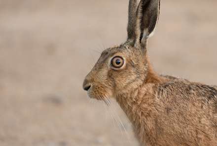 Brown Hare, Haddockstones