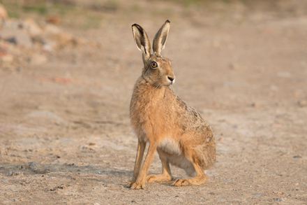 Brown Hare, Haddockstones