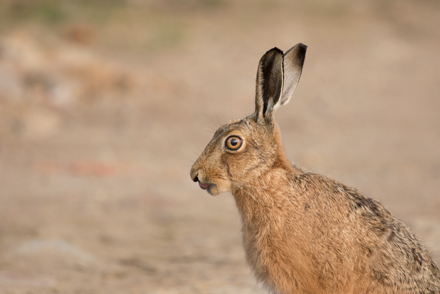 Brown Hare, Haddockstones