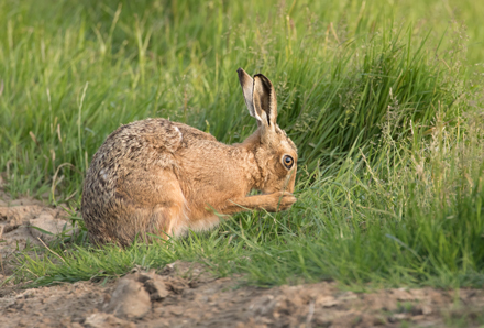 Brown Hare, Haddockstones