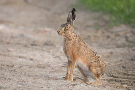 Brown Hare, Haddockstones