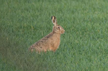 Brown hare, Watergate Road