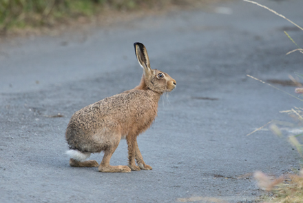 Brown Hare, Yorkshire Dales