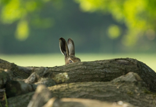 Hare's ears