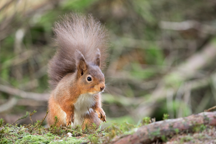Red squirrel, Yorkshire Dales